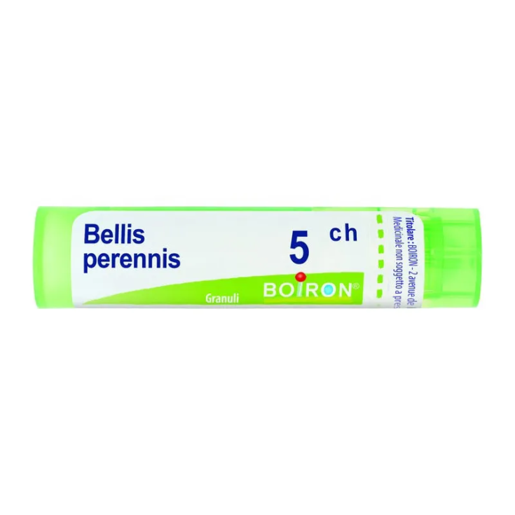 Bellis perennis 5ch 80gr 4g