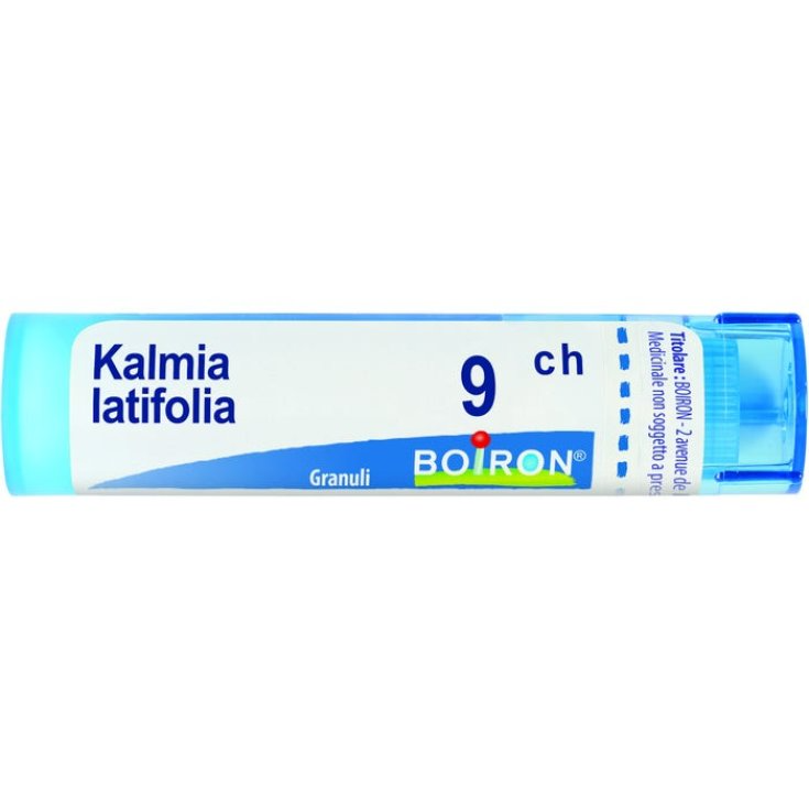 Kalmia latif boi 9ch 80 gr 4 g