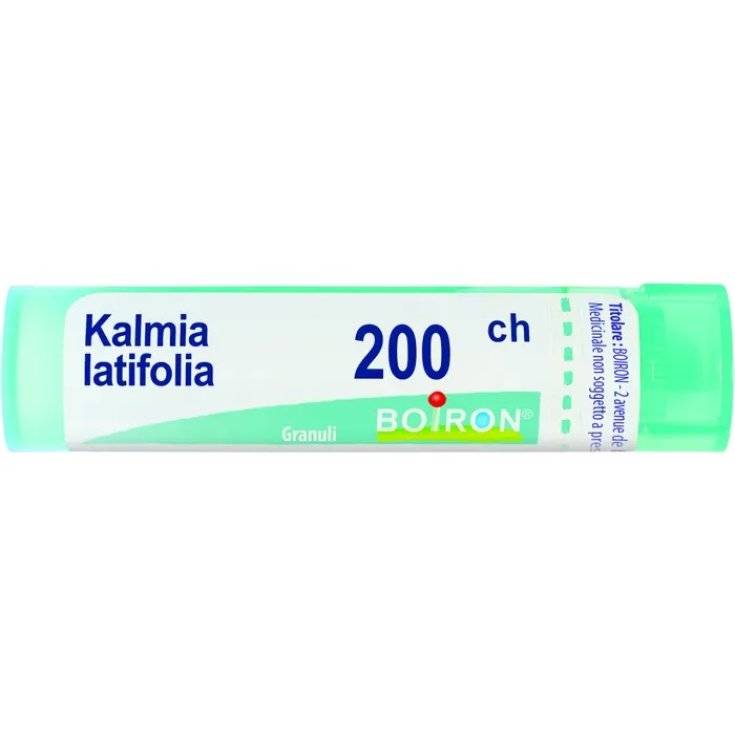 KALMIA LATIF BOI*200CH GL 1G