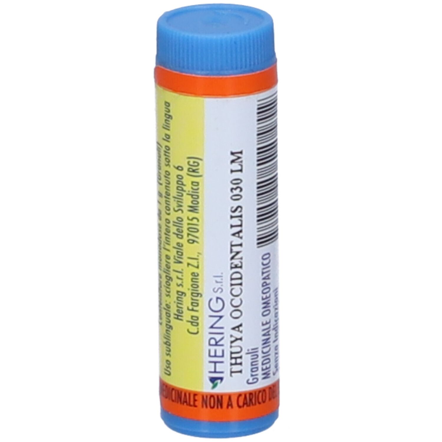 thuya occidentalis gl 1g