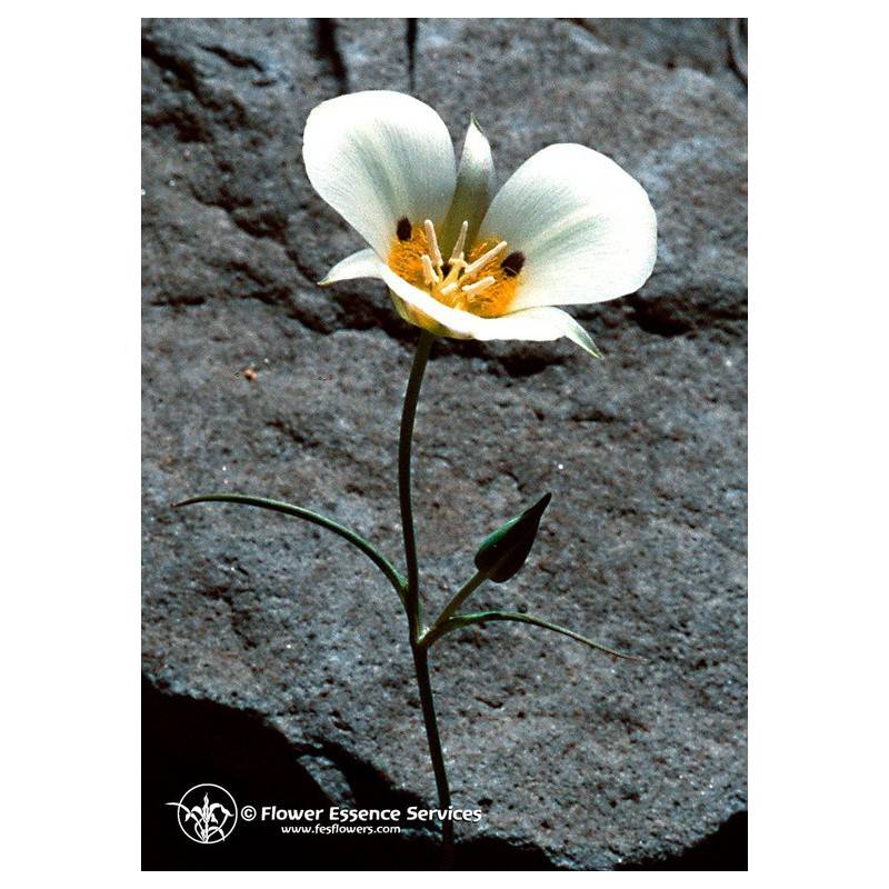 Essenza Singola Californiana Fes Mariposa Lily (Calochortus Leichtlinii) 7,4 ml — confronto prezzi