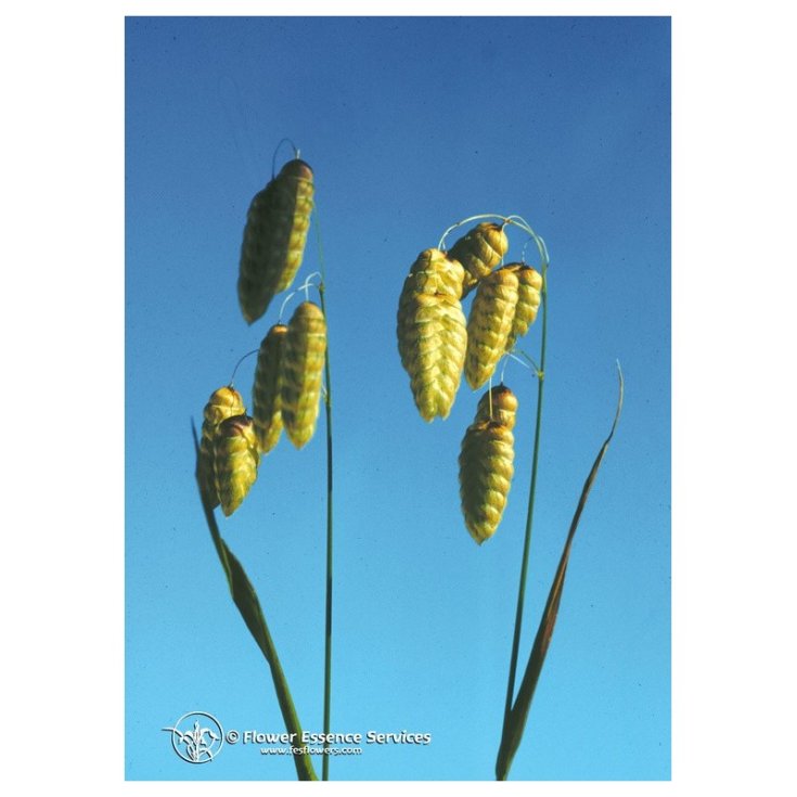 Quaking grass ess 7,4ml calf — confronto prezzi