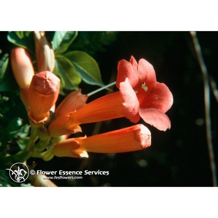 Trumpet vine ess 7,4ml calf