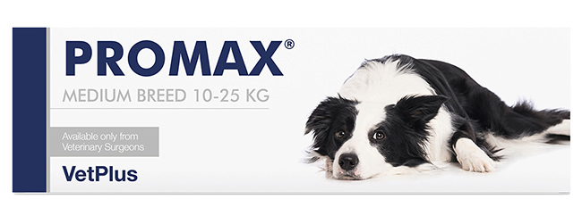 Vetplus Promax medium breed 18 ml - Pasta probiotica per i disturbi digestivi del cane, 1 siringa — confronto prezzi