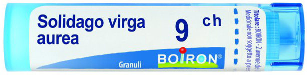 SOLIDAGO VIRGA AUREA*GRAN 9CH — confronto prezzi