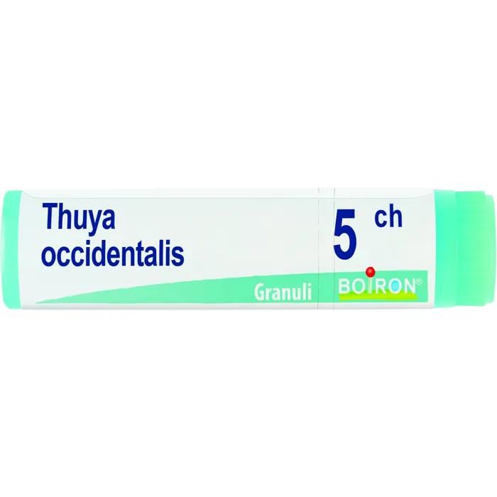 THUYA OCCIDENT 5CH GL — confronto prezzi