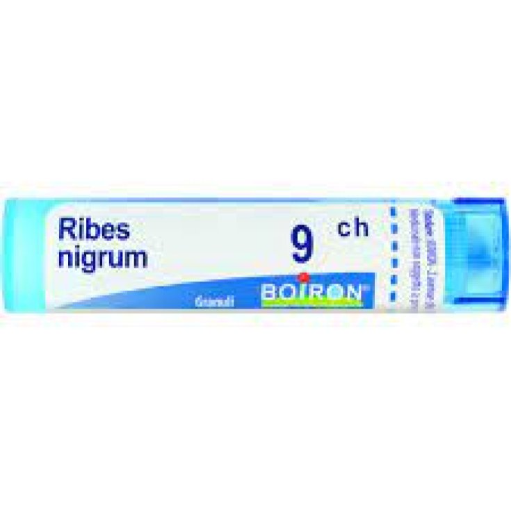 Ribes nigrum 9ch gr — confronto prezzi
