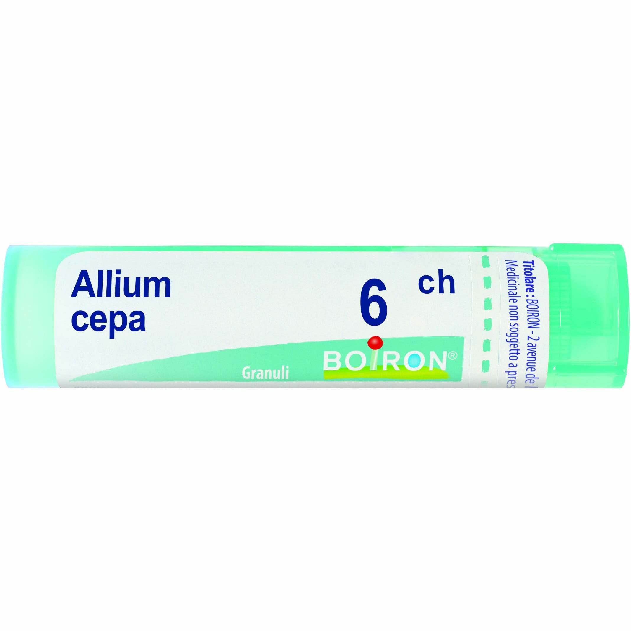 Allium Cepa Dyn 6Ch Gr