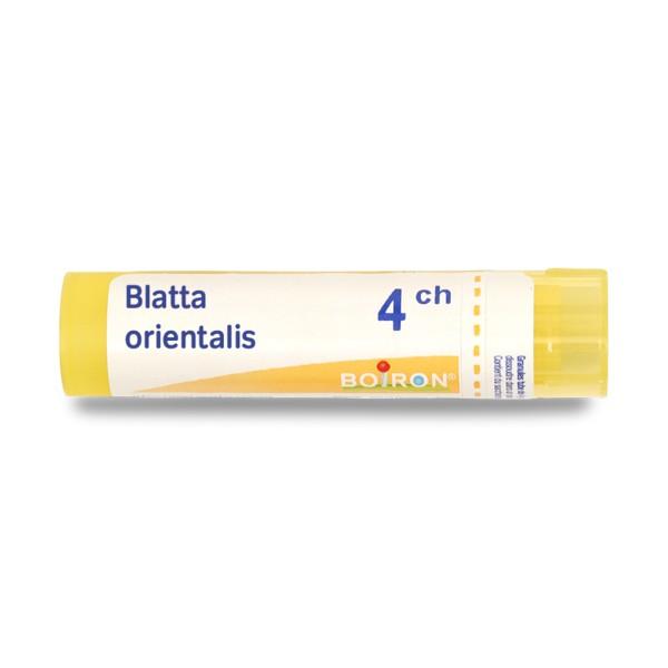 BLATTA ORIENTALIS 6CH GR