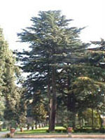 MSA Cedrus Libani Gocce 50 ml Soluzione orale — confronto prezzi