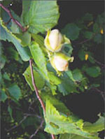 Msa corylus avellana 50 ml — confronto prezzi