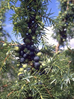 MSA Juniperus Commun Gocce 50 ml orali