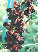 Msa Rubus Fructicosu Gocce 50 ml orali