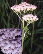TSA ACHILLEA MILLEFOGLIE 50ML — confronto prezzi