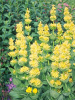 Tsa Gentiana Lutea Gocce 50 ml orali — confronto prezzi