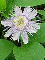 Tsa Passiflora Incarnata Gocce 50 ml orali — confronto prezzi