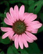 Tsa Echinacea Angustifolia Gocce 50 ml orali