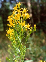 Tsa Solidago Virgaurea Gocce 50 ml orali — confronto prezzi