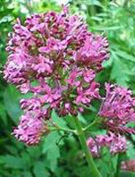 Tsa Valeriana Officinalis Gocce 50 ml orali — confronto prezzi