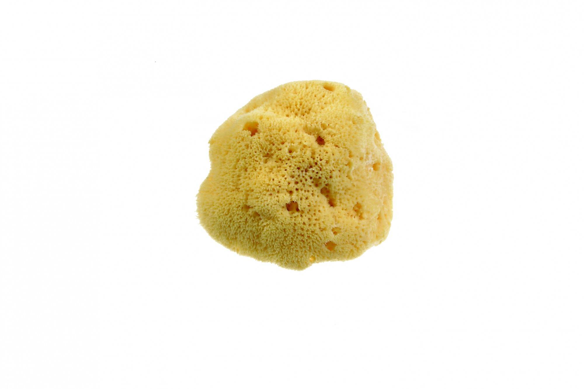 Beautytime Spugna Naturale Dama Fine 1 Pezzo