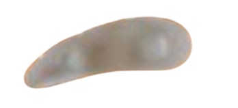 Safte Cuscinetto Orione G114 3 Anelli Per Dita A Martello Destro Misura Unica