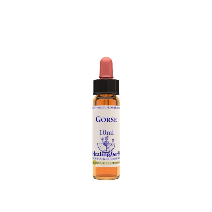 Gorse essenza 10 ml 1 pezzo — confronto prezzi
