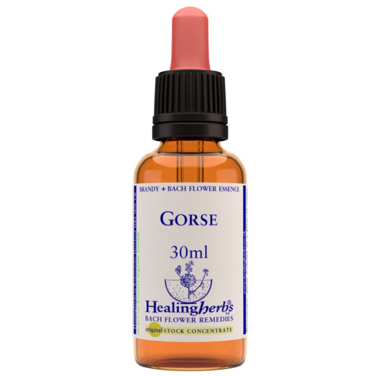 Gorse essenza 30 ml 1 pezzo — confronto prezzi