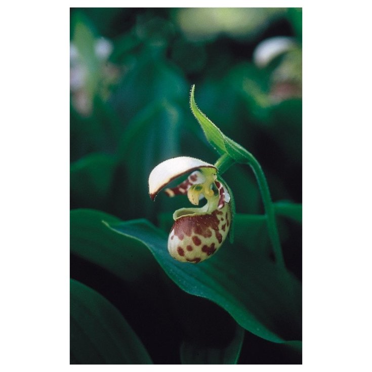 Northen lady's slipper 7,4 ala — confronto prezzi