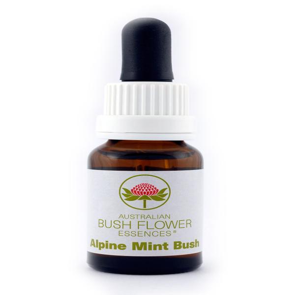 Alpine mint bush essenza 15 ml 1 pezzo