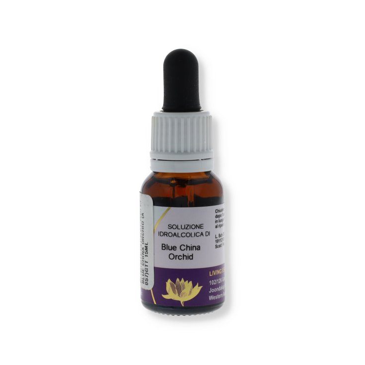 Blue china orchid 15ml aust