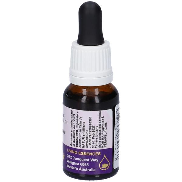 Macrozamia ess 15ml aust